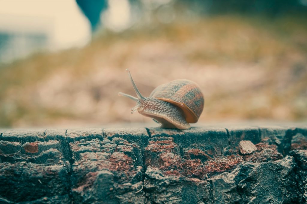 Travelling as fast as a snail: an example of a more sustainable tourism